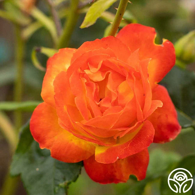 Judy Garland™ 9 Judy Garland™ - Image 9