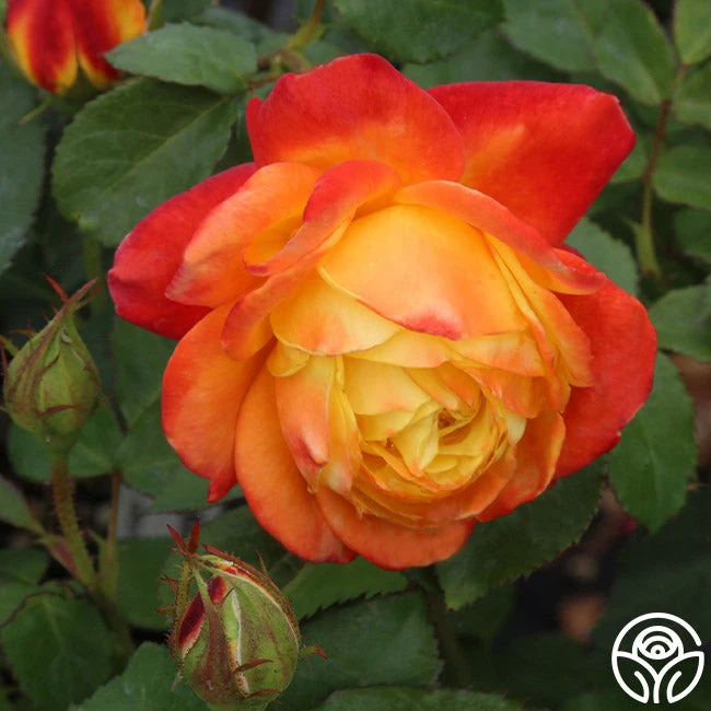 Judy Garland™ 2 Judy Garland™ - Image 2