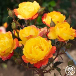 Judy Garland™ 12 Judy Garland™ -Precisiom Store Judy Garland 11