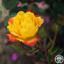 Judy Garland™ 15 Judy Garland™ -Precisiom Store Judy Garland 12