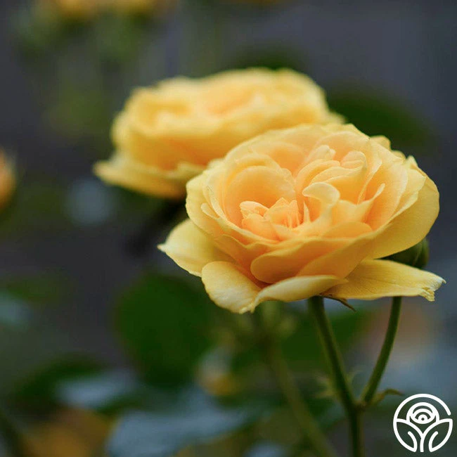 Julia Child™ 9 Julia Child™ - Image 9