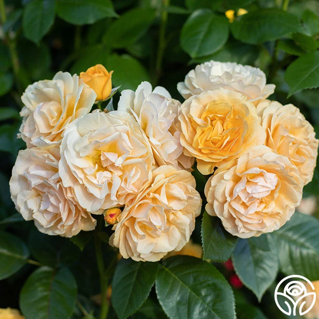 Julia Child™ 1 Julia Child™