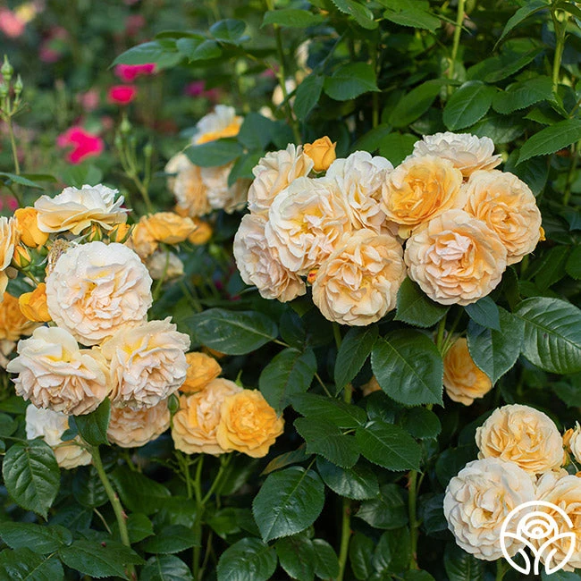 Julia Child™ 5 Julia Child™ - Image 5