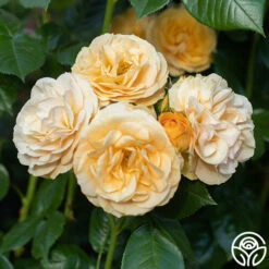 Julia Child™ 19 Julia Child™ -Precisiom Store Julia Child 16