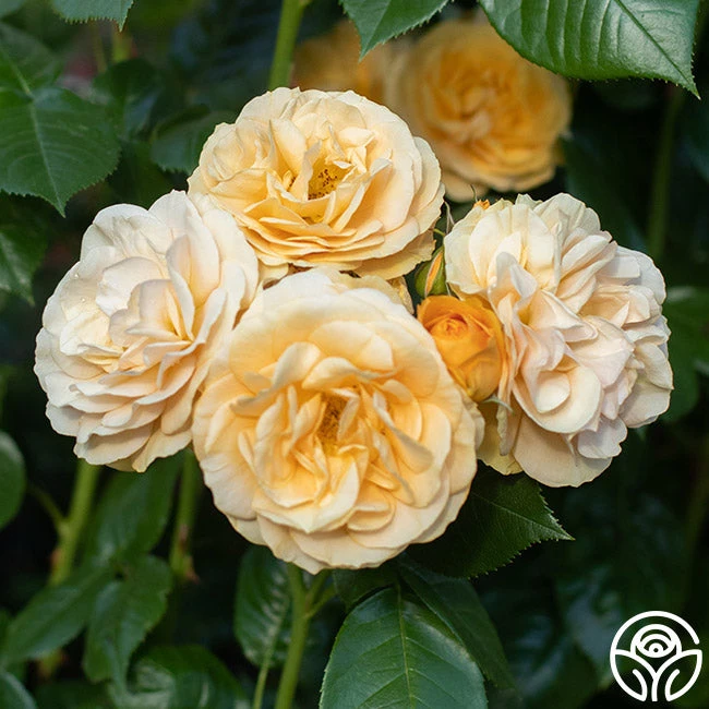 Julia Child™ 7 Julia Child™ - Image 7