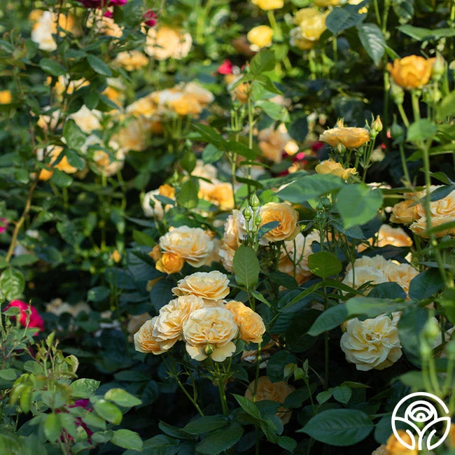 Julia Child™ 13 Julia Child™ - Image 13