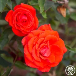 Kanegem 14 Kanegem -Precisiom Store Kanegem 11