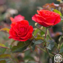 Kanegem 13 Kanegem -Precisiom Store Kanegem 14