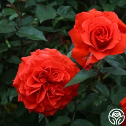 Kanegem 10 Kanegem -Precisiom Store Kanegem 02