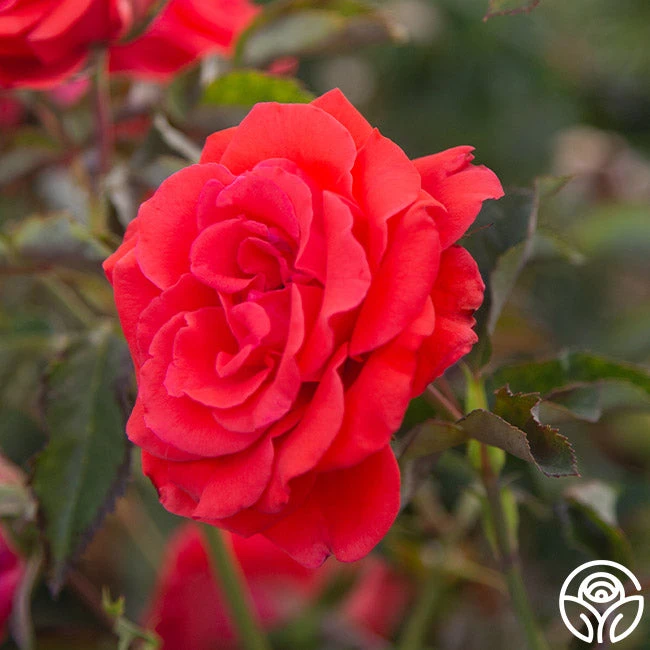 Kanegem 5 Kanegem - Image 5