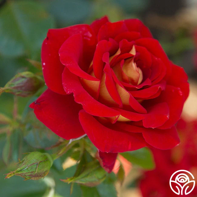 Ketchup & Mustard™ 6 Ketchup & Mustard™ - Image 6