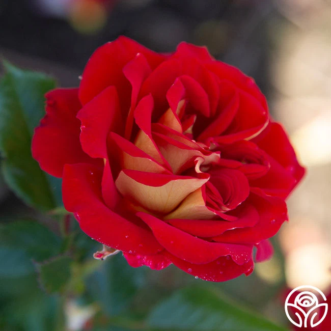 Ketchup & Mustard™ 14 Ketchup & Mustard™ - Image 14