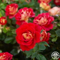 New Release -Precisiom Store Ketchup Mustard 13