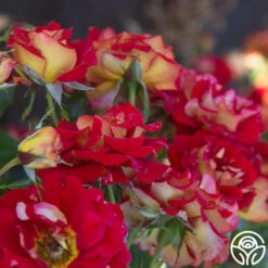 Ketchup & Mustard™ 27 Ketchup & Mustard™ -Precisiom Store Ketchup Mustard 145