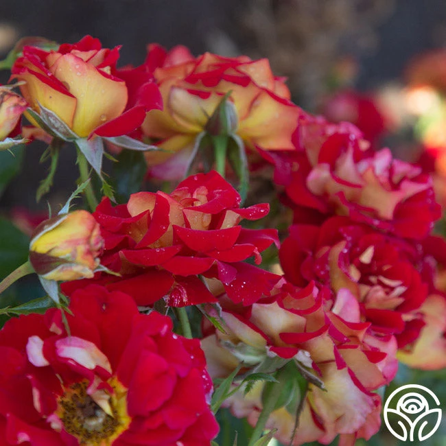 Ketchup & Mustard™ 13 Ketchup & Mustard™ - Image 13