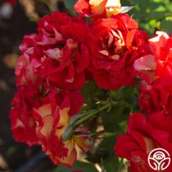 Ketchup & Mustard™ 25 Ketchup & Mustard™ -Precisiom Store Ketchup Mustard 188