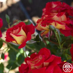 Ketchup & Mustard™ 23 Ketchup & Mustard™ -Precisiom Store Ketchup Mustard 19