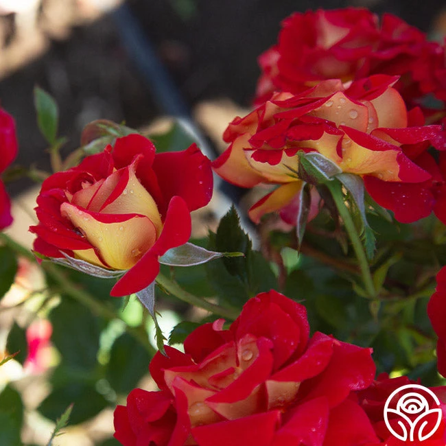 Ketchup & Mustard™ 9 Ketchup & Mustard™ - Image 9