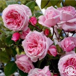 New Release -Precisiom Store Kiss Me Kate 11