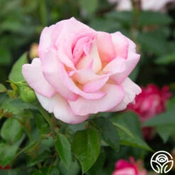 La Fleurette -Precisiom Store La Fleurette 11