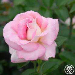 La Fleurette -Precisiom Store La Fleurette 132