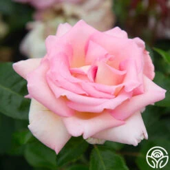 La Fleurette -Precisiom Store La Fleurette 3