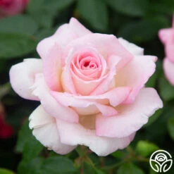 La Fleurette -Precisiom Store La Fleurette 5