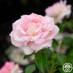 La Fleurette -Precisiom Store La Fleurette 6