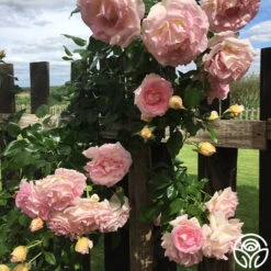 La Fleurette -Precisiom Store La Fleurette 8