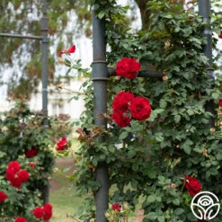 Lady In Red™ 13 Lady In Red™ -Precisiom Store Lady In Red 02