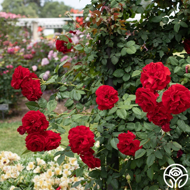 Lady In Red™ 8 Lady In Red™ - Image 8