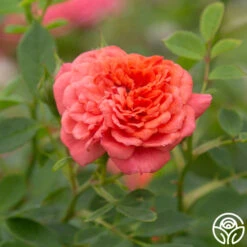 Lady Penelope -Precisiom Store Lady Penelope 17