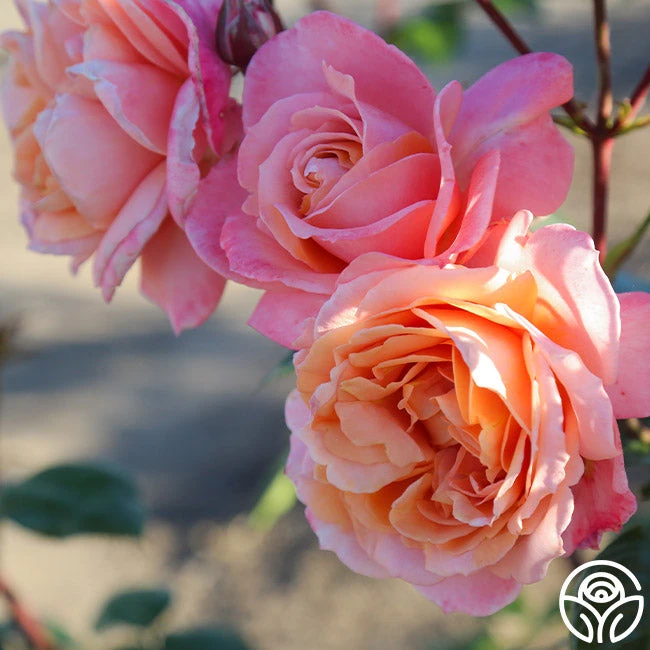 Lady Of The Mist™ 6 Lady Of The Mist™ - Image 6