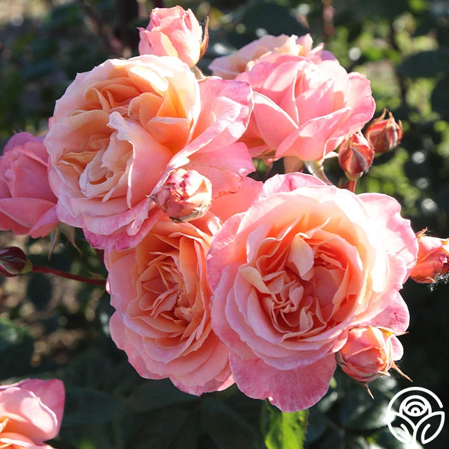 Lady Of The Mist™ 2 Lady Of The Mist™ - Image 2