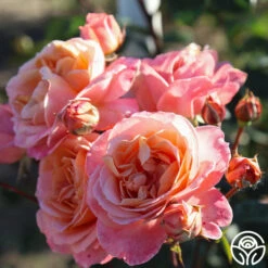 Lady Of The Mist™ 24 Lady Of The Mist™ -Precisiom Store Lady of the Mist 055