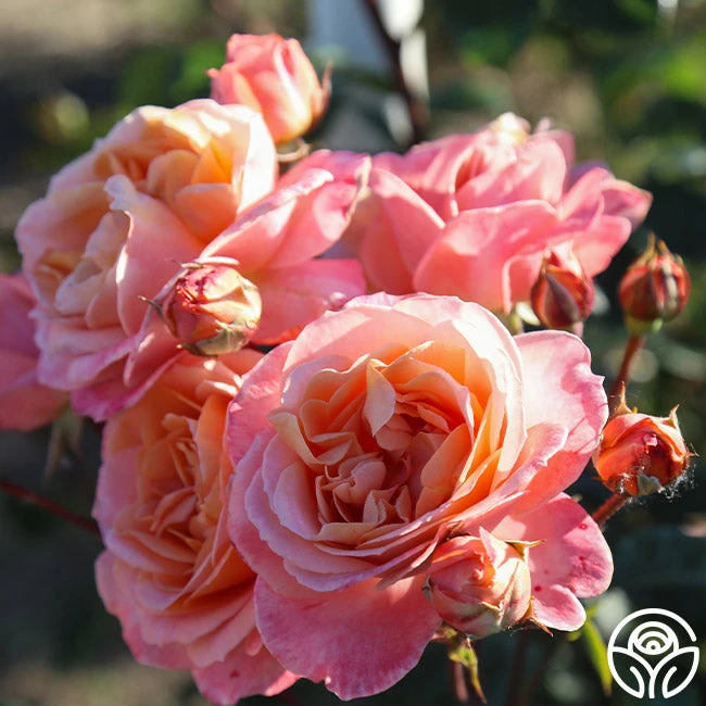 Lady Of The Mist™ 11 Lady Of The Mist™ - Image 11