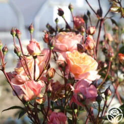 Lady Of The Mist™ 26 Lady Of The Mist™ -Precisiom Store Lady of the Mist 08