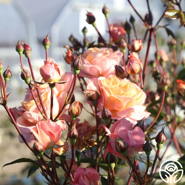 Lady Of The Mist™ 13 Lady Of The Mist™ - Image 13