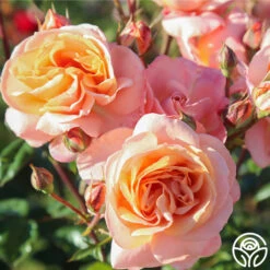 Lady Of The Mist™ 25 Lady Of The Mist™ -Precisiom Store Lady of the Mist 09