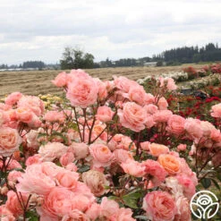 Lady Of The Mist™ 21 Lady Of The Mist™ -Precisiom Store Lady of the Mist 115