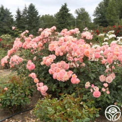 Lady Of The Mist™ 16 Lady Of The Mist™ -Precisiom Store Lady of the Mist 119