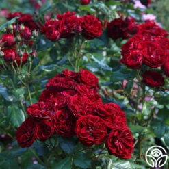 Lava Flow -Precisiom Store Lava Flow 11