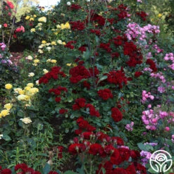 Lava Flow -Precisiom Store Lava Flow 11