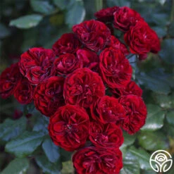 Lava Flow -Precisiom Store Lava Flow 12