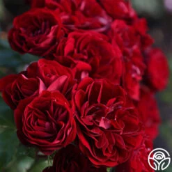 Lava Flow -Precisiom Store Lava Flow 16