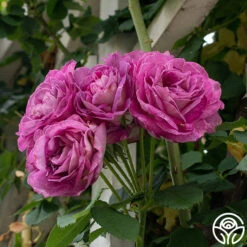 New Release -Precisiom Store Lavender Crush 3