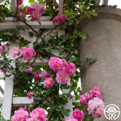 Lavender Lassie -Precisiom Store Lavender Lassie 04