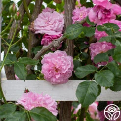 Lavender Lassie -Precisiom Store Lavender Lassie 05