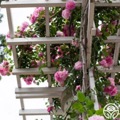 Lavender Lassie -Precisiom Store Lavender Lassie 06