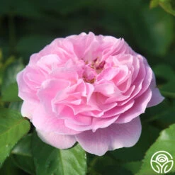 Lavender Lassie -Precisiom Store Lavender Lassie 10